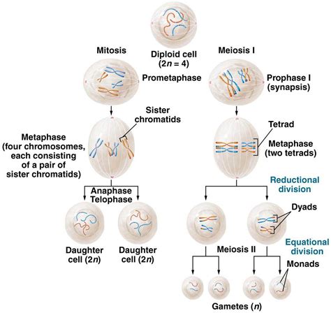 meiosis 1 vs meiosis 2|11.2.2: Meiosis II .